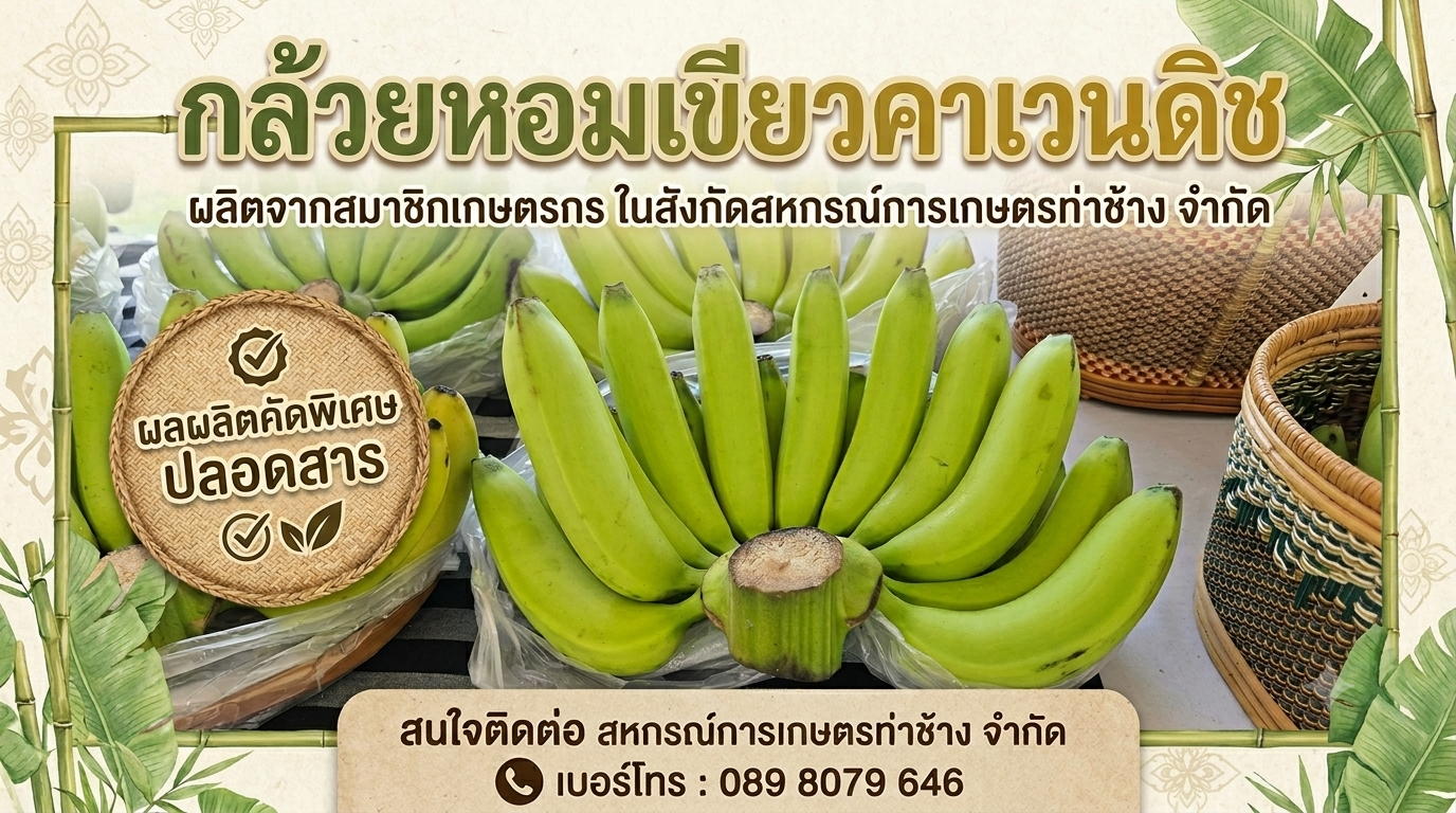 กล้วยหอมเขียวคาเวนดิช