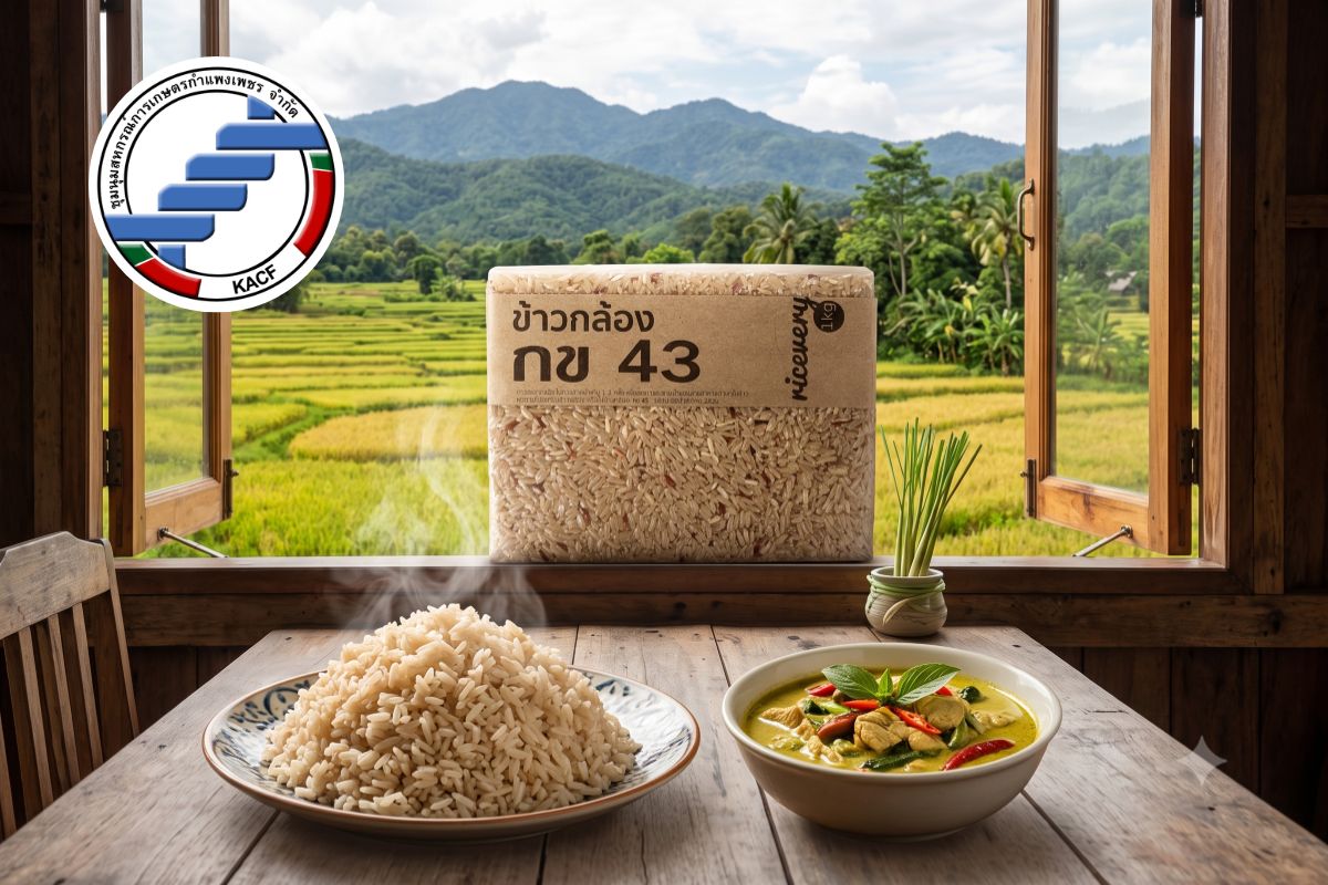 ข้าวกล้อง กข 43.