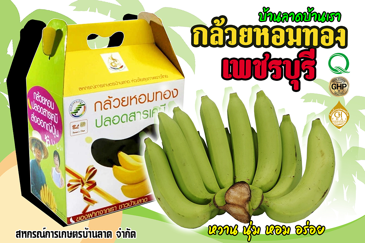 กล้วยหอมทองปลอดสารพิษ