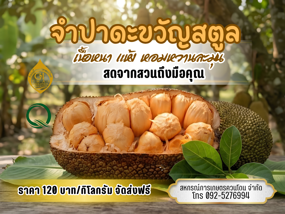 จำปาดะพันธุ์ขวัญสตูล