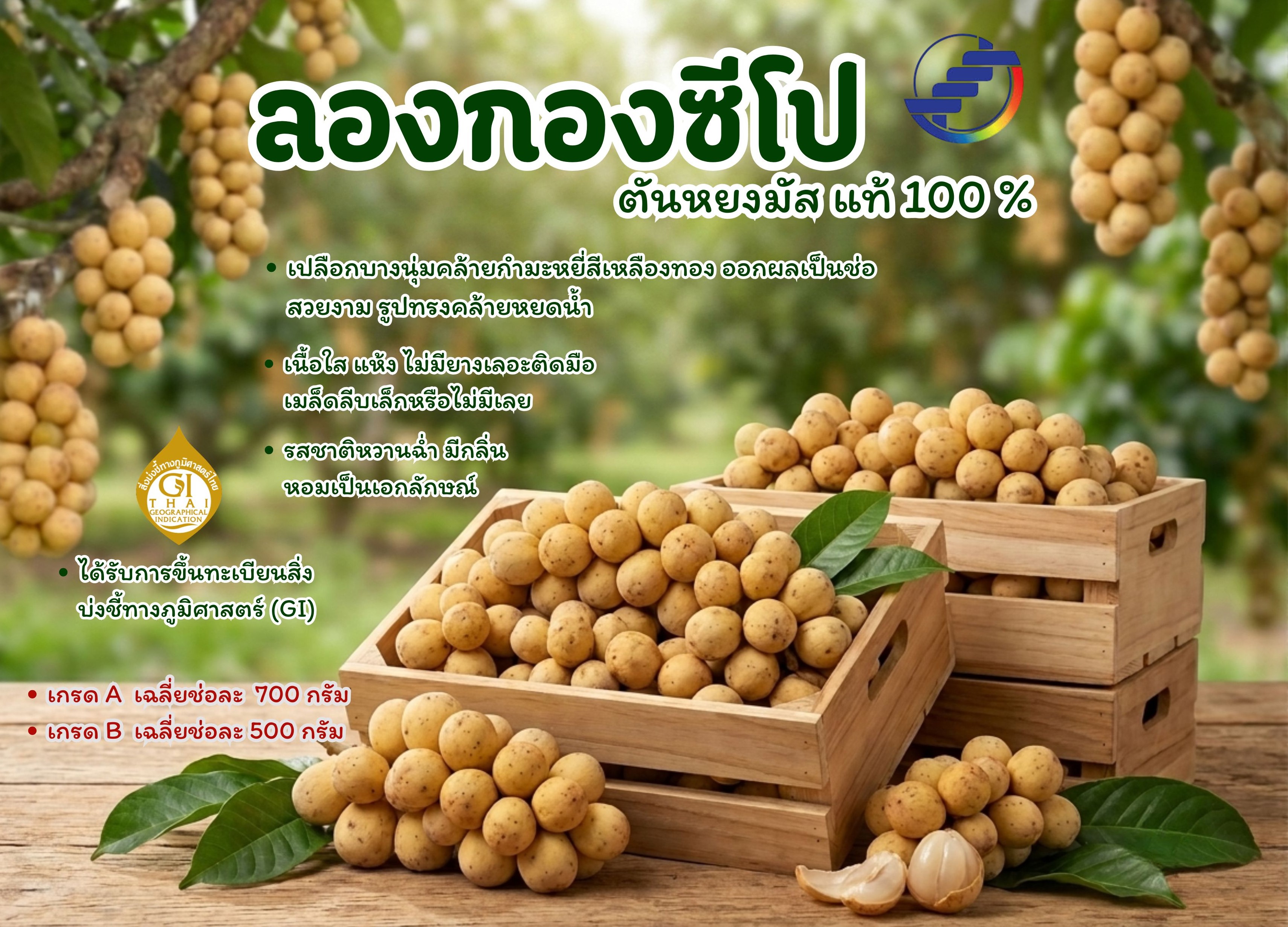 ลองกองซีโป