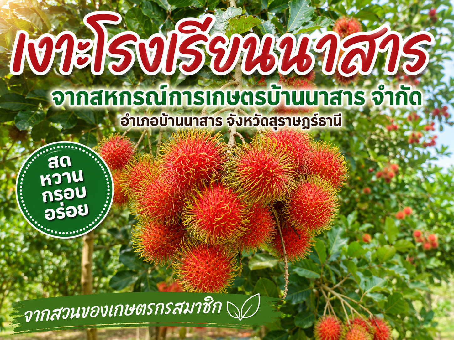 เงาะโรงเรียนนาสาร