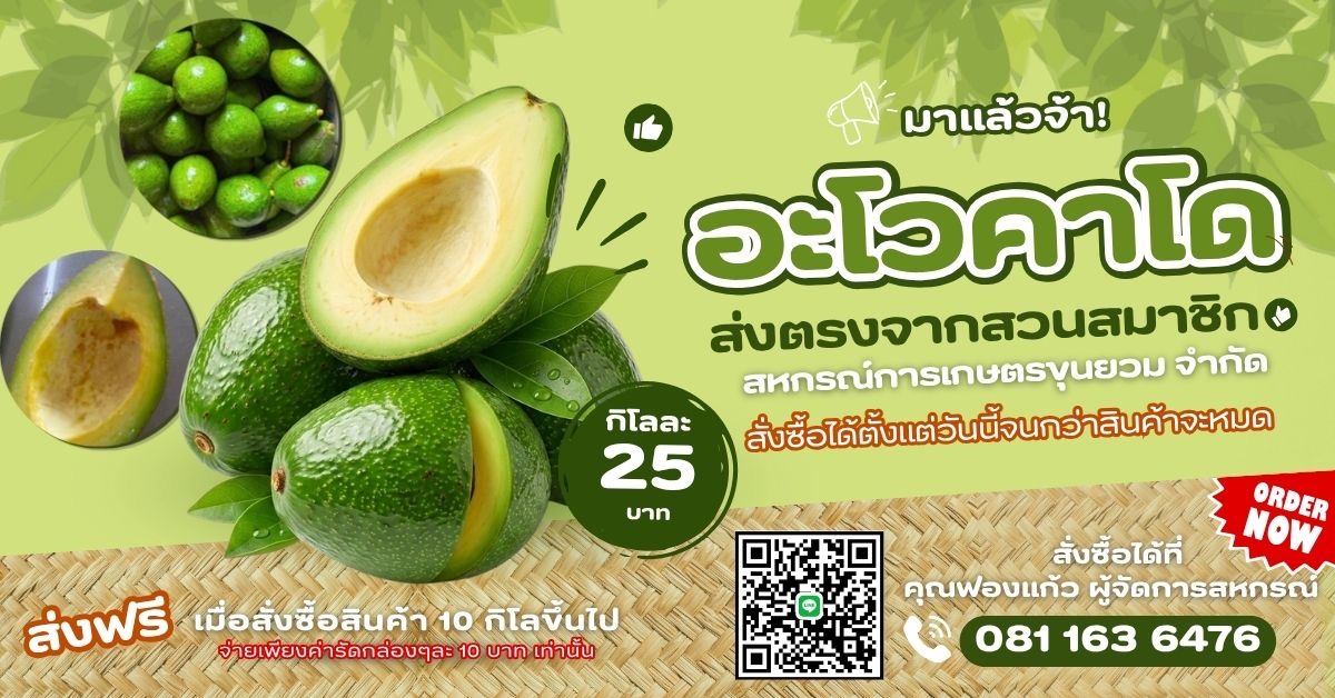 อะโวคาโด ขุนยวม